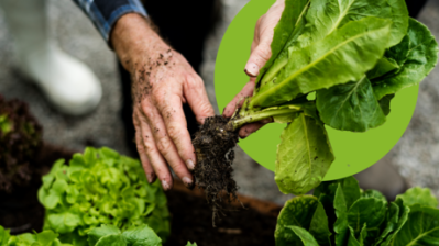 CURSO DE TÉCNICAS DE CULTIVO SOSTENIBLE